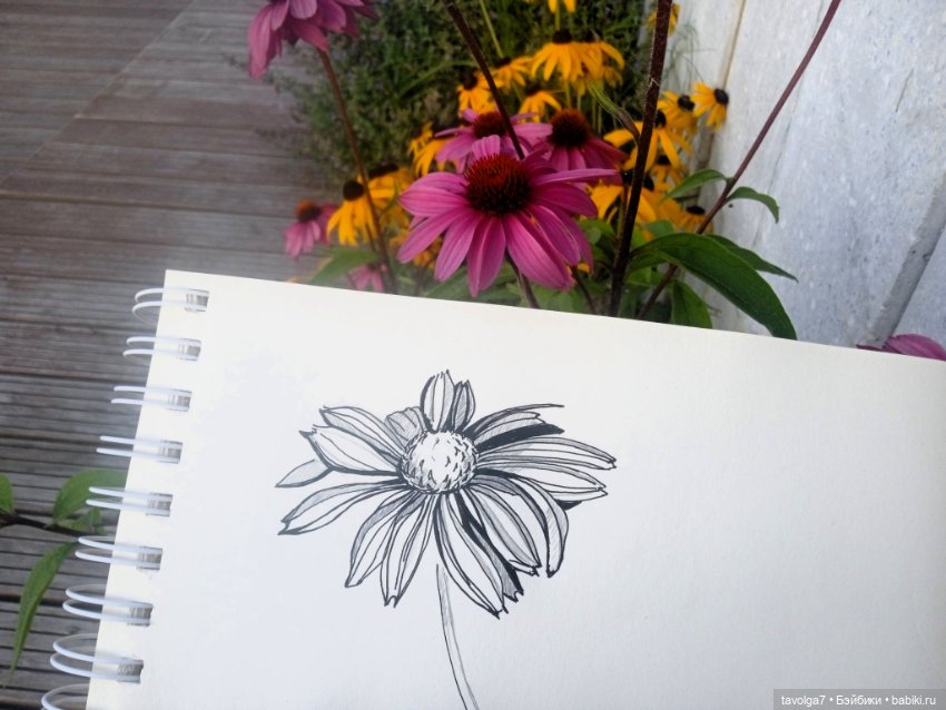 Зарисовки эхинацеи 29.7.2025 (фото 8)