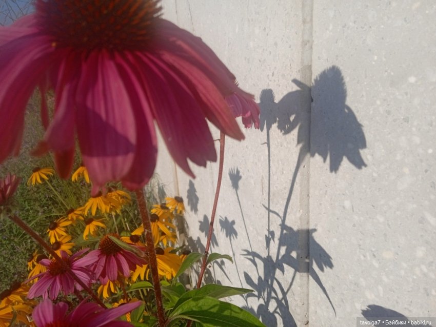 Зарисовки эхинацеи 29.7.2025