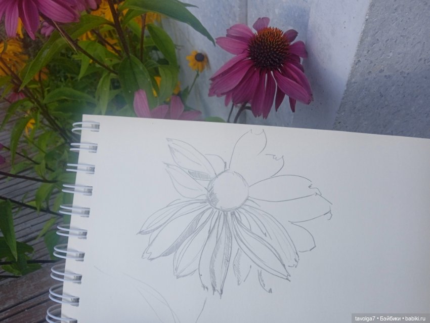 Зарисовки эхинацеи 29.7.2025