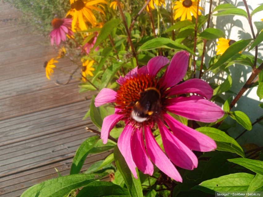 Зарисовки эхинацеи 29.7.2025