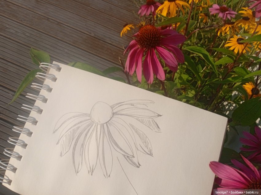 Зарисовки эхинацеи 29.7.2025