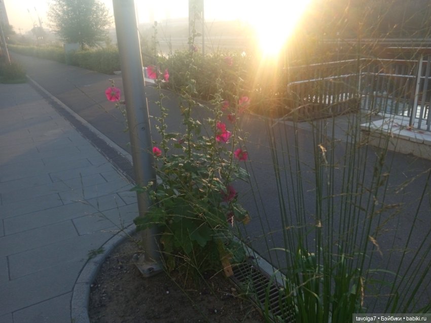 Зарисовки эхинацеи 29.7.2025 (фото 5)