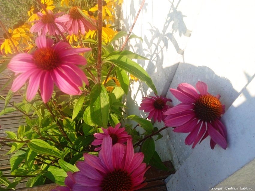 Зарисовки эхинацеи 29.7.2025