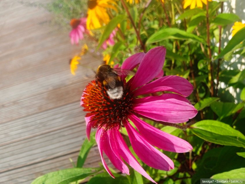 Зарисовки эхинацеи 29.7.2025