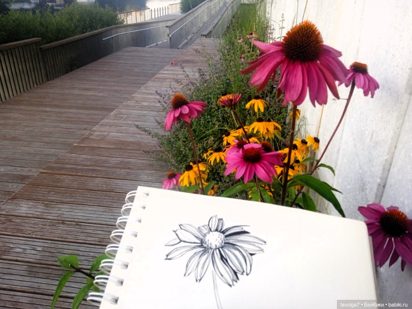 Зарисовки эхинацеи 29.7.2025 (фото 9)