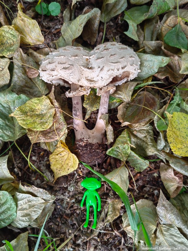 Мой карманный Wonder Frog (фото 3)