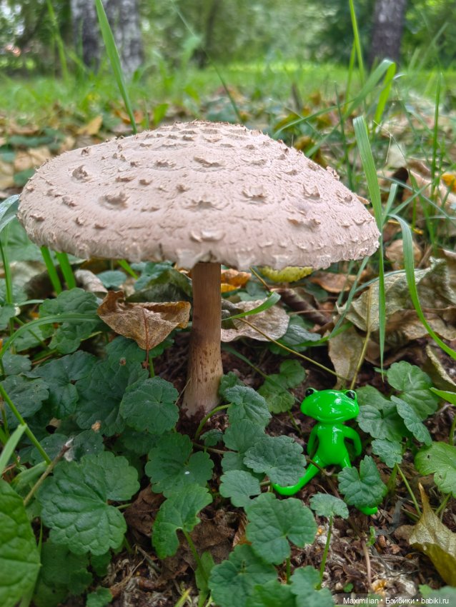 Мой карманный Wonder Frog (фото 2)