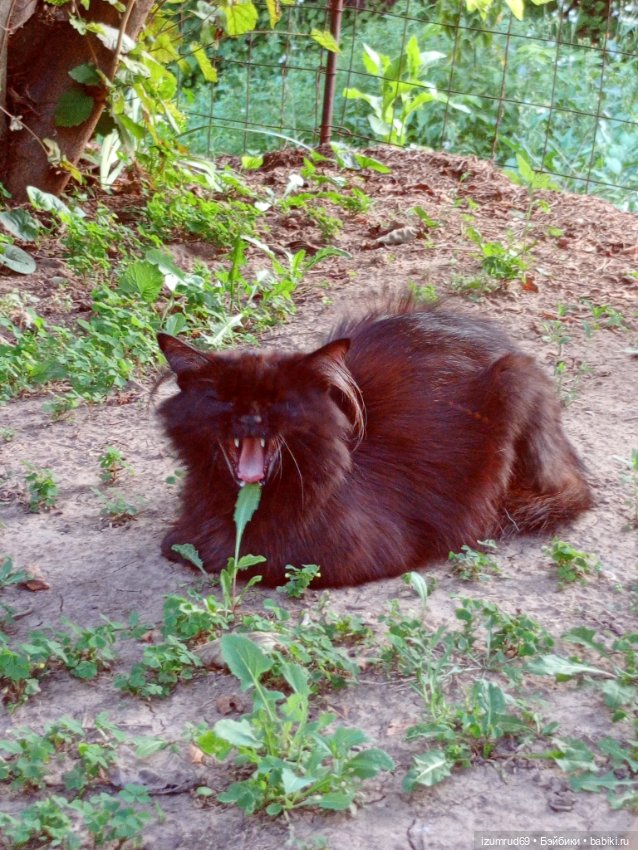 Николя и Эмилия. Семейная фотосессия