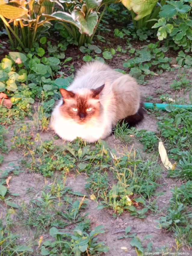 Николя и Эмилия. Семейная фотосессия