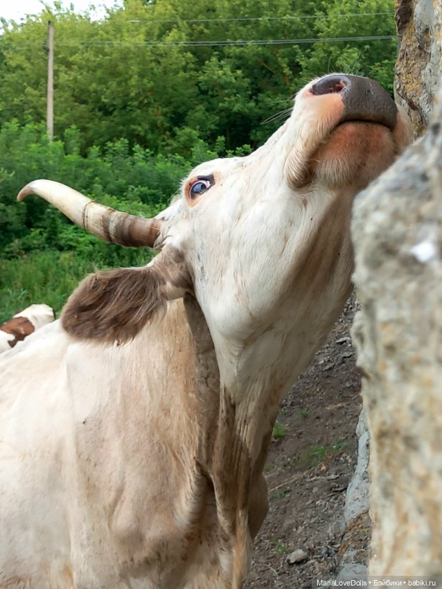 В окружении — Куклы Ruby Red (Руби Ред) Fashion Friends: Siblies (фото 5)