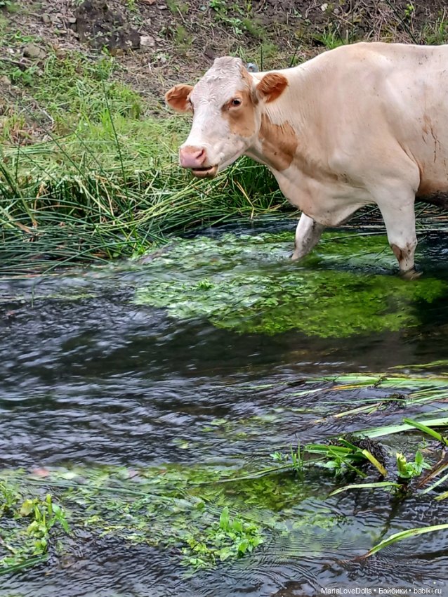 В окружении — Куклы Ruby Red (Руби Ред) Fashion Friends: Siblies