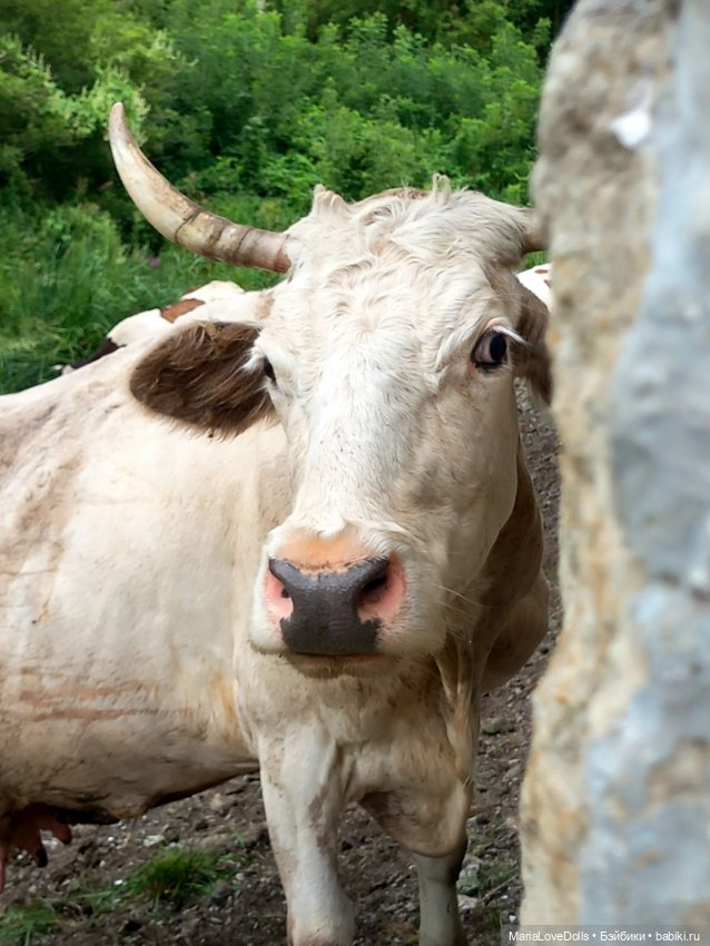 В окружении — Куклы Ruby Red (Руби Ред) Fashion Friends: Siblies (фото 9)