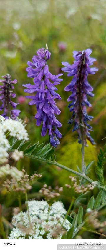 Красавица Сиора — Куклы Звезды подиума (Angel Collection): шарнирные