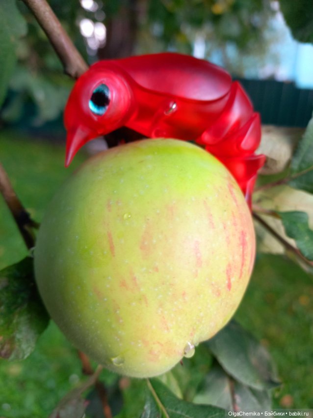 Маленькая, но гордая креветка 😃 (фото 7)