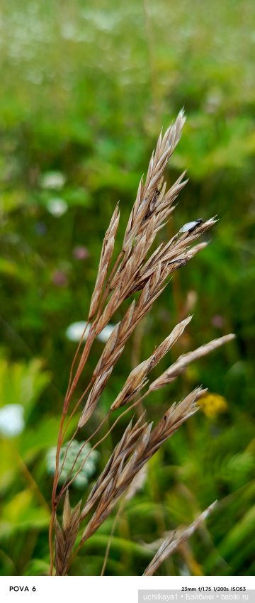 Красавица Сиора — Куклы Звезды подиума (Angel Collection): шарнирные