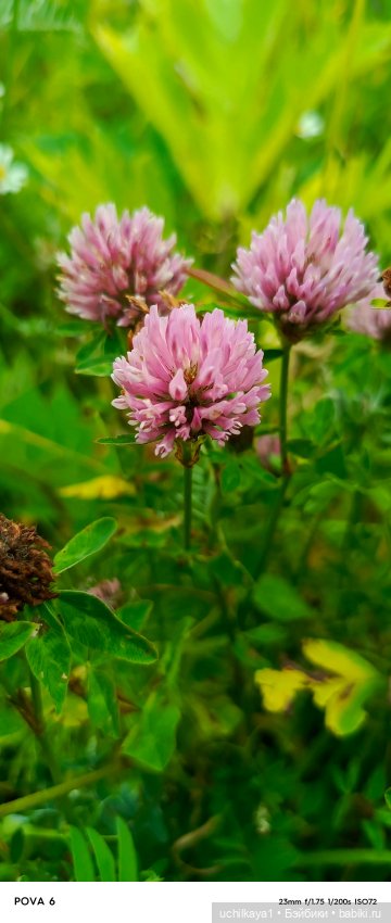 Красавица Сиора — Куклы Звезды подиума (Angel Collection): шарнирные