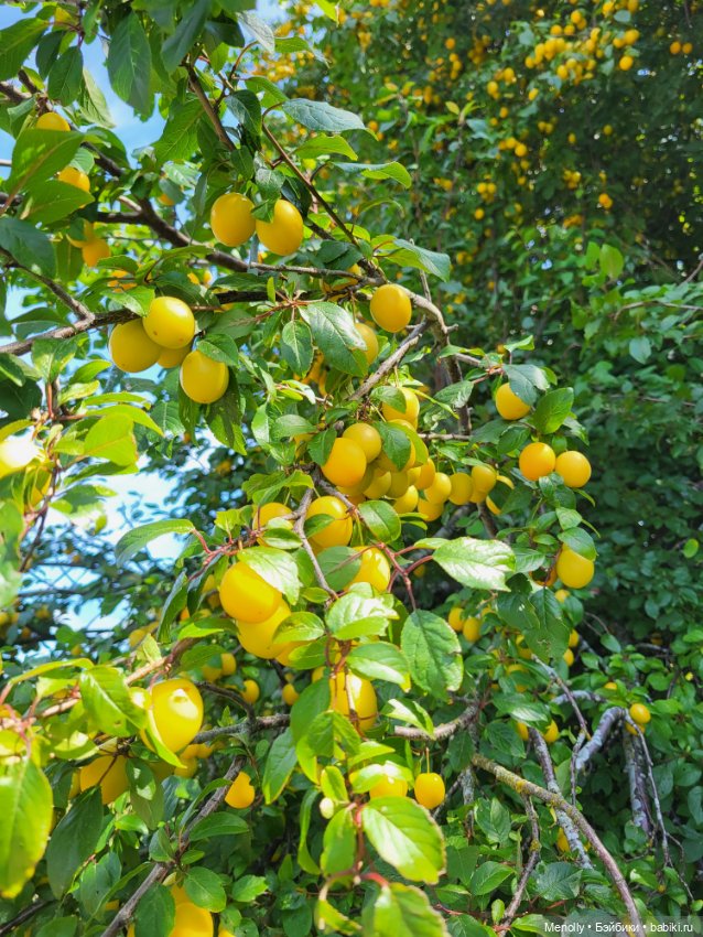 Принцесска из сказки — Домашние фото авторских кукол: личные коллекции (фото 3)