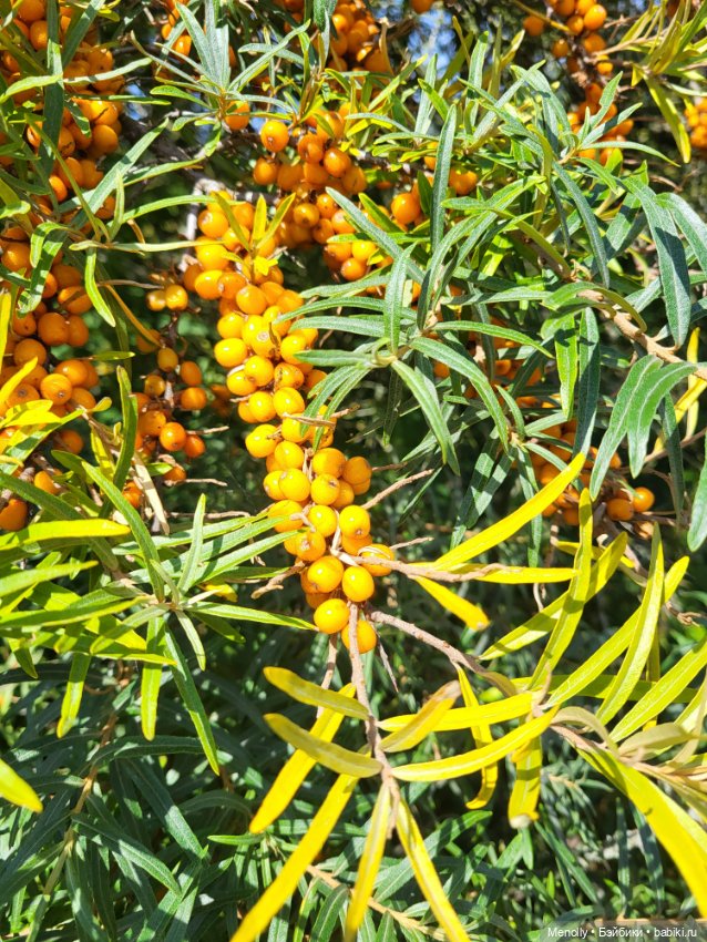 Принцесска из сказки — Домашние фото авторских кукол: личные коллекции (фото 7)