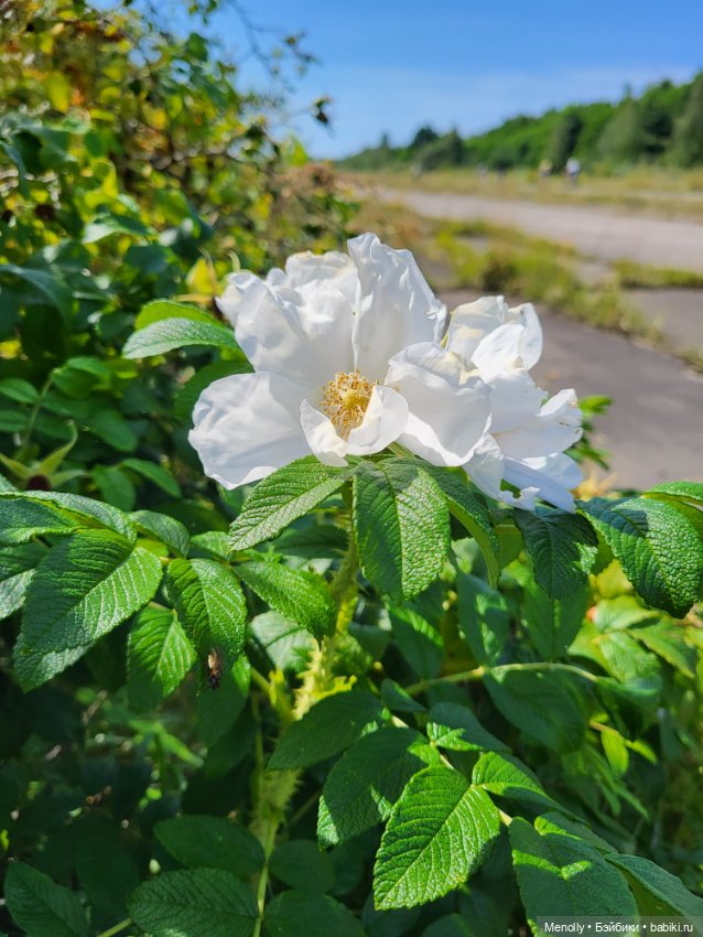 Принцесска из сказки — Домашние фото авторских кукол: личные коллекции (фото 5)