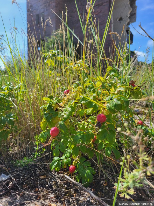 Принцесска из сказки — Домашние фото авторских кукол: личные коллекции