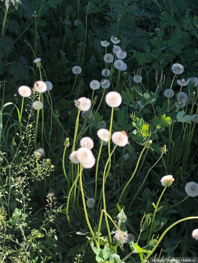 Зелёный июнь-июль — Болталка и разговоры обо всем: жизнь (фото 6)