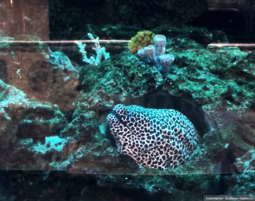 Авиапарк и черничная сова (фото 4)