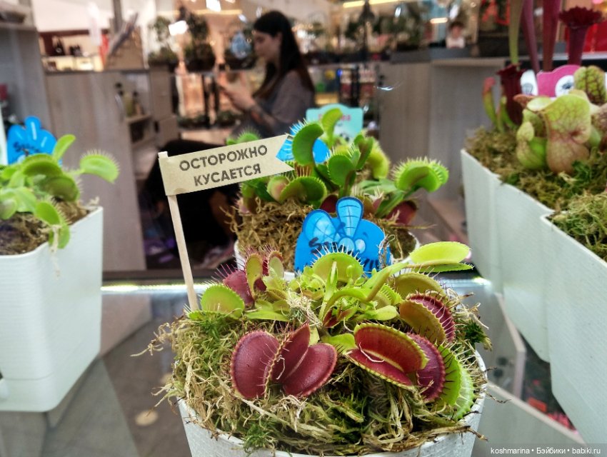 Авиапарк и черничная сова (фото 7)