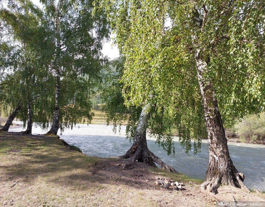 Медовый спас в Горном Алтае