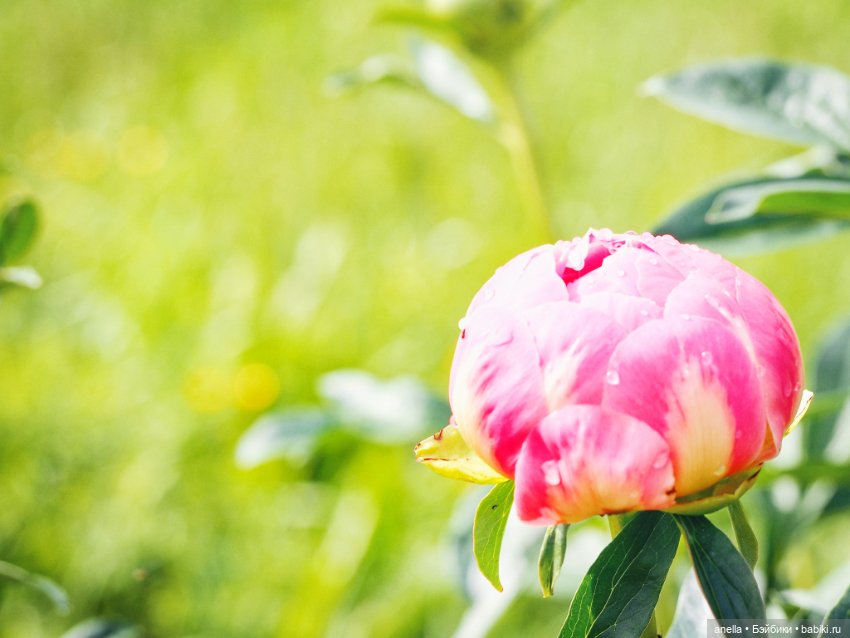 Гриша и Соня — Коллекционные экшн