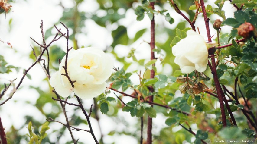 Гриша и Соня — Коллекционные экшн