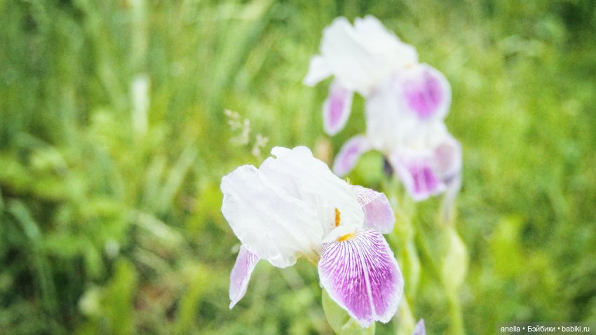 Гриша и Соня — Коллекционные экшн