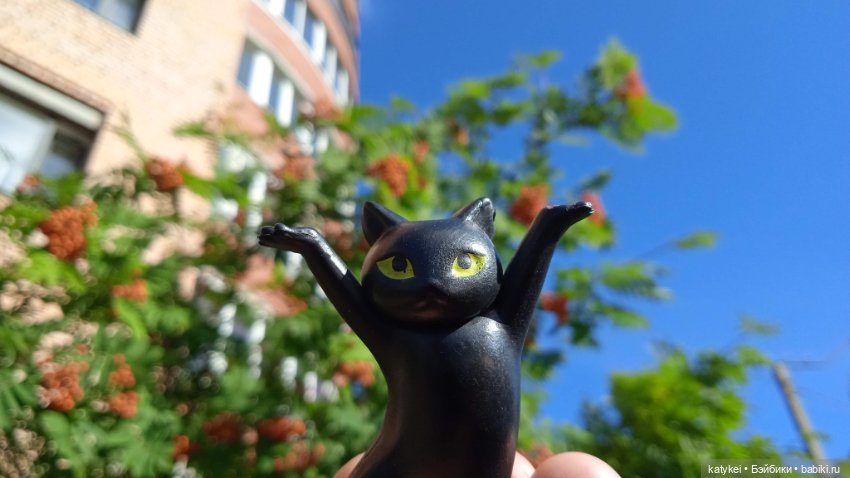 День благодарности чёрным котам 2025 (фото 10)