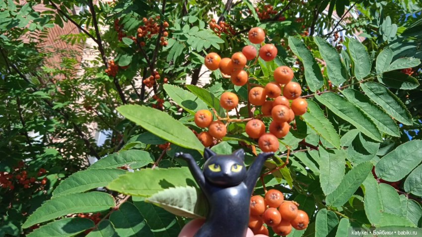 День благодарности чёрным котам 2025