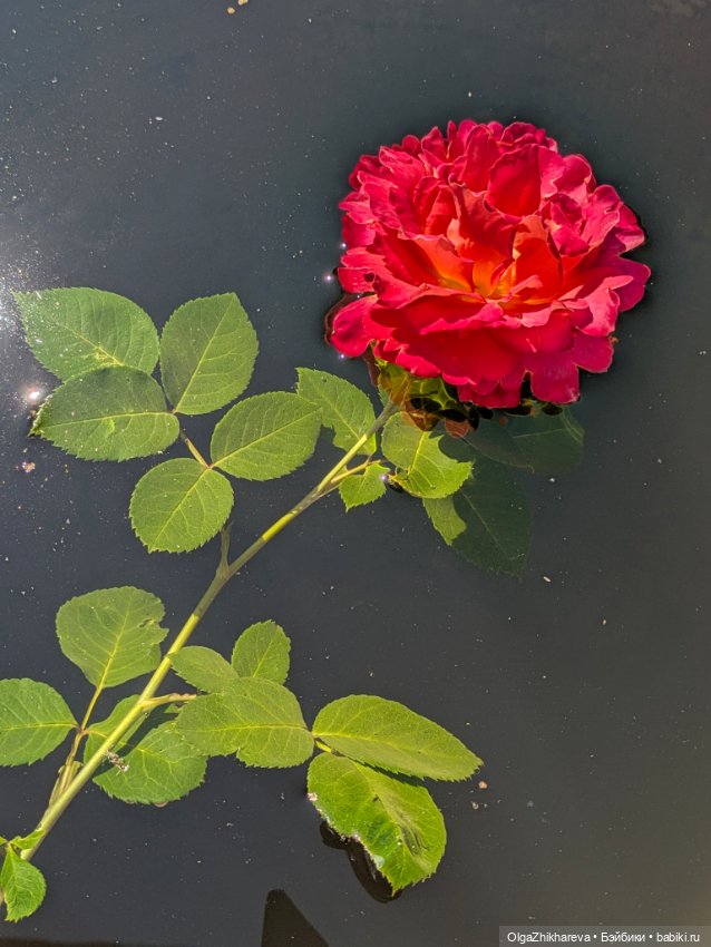 Любимая Алина от Dollstown