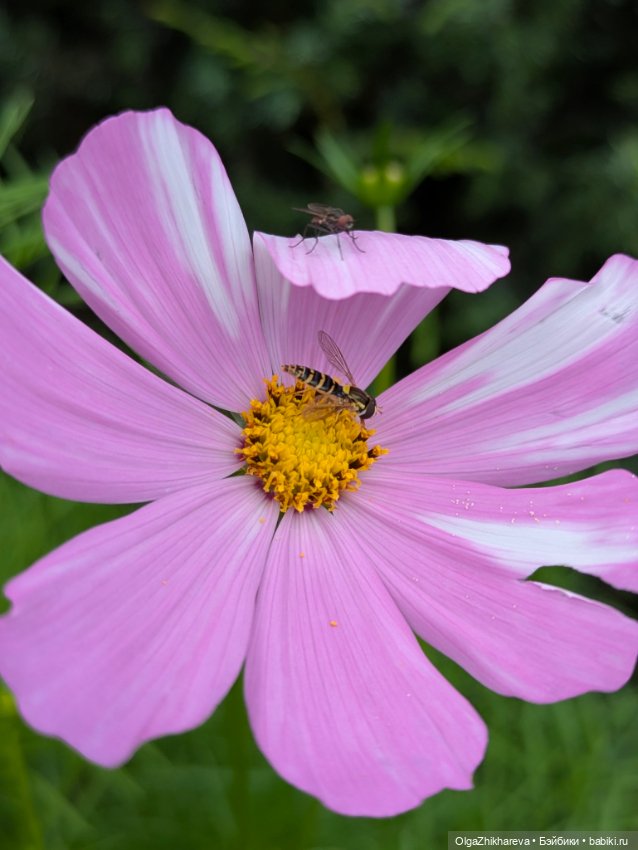 Любимая Алина от Dollstown