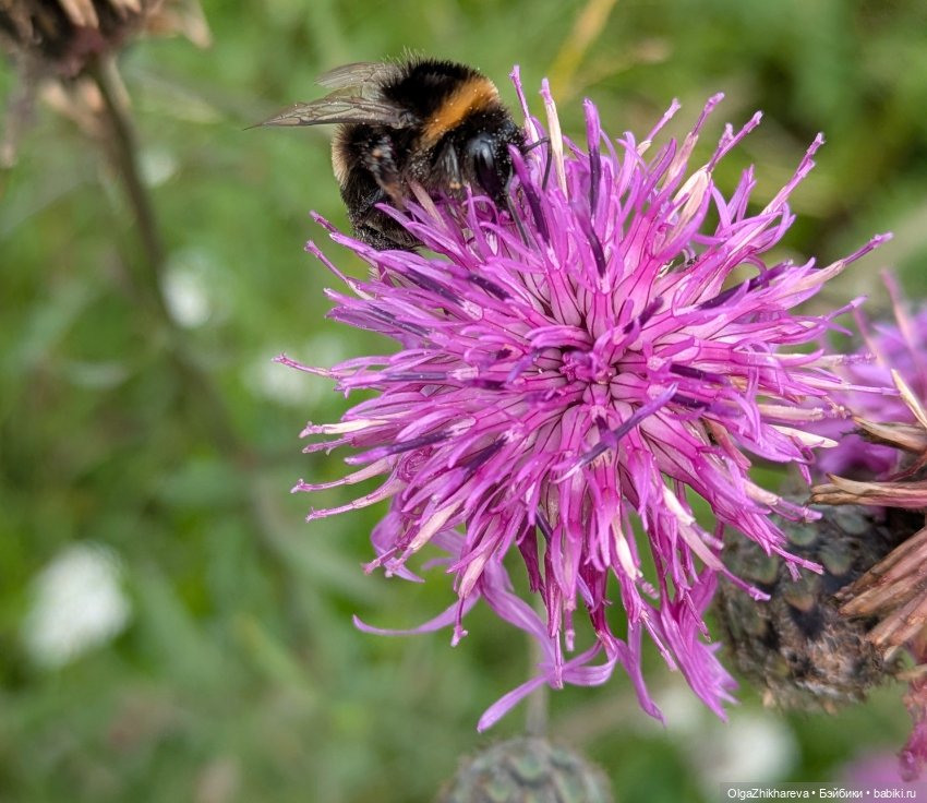 Любимая Алина от Dollstown