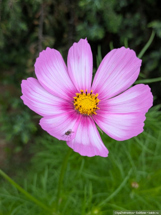 Любимая Алина от Dollstown