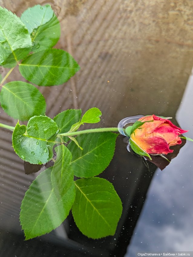 Любимая Алина от Dollstown