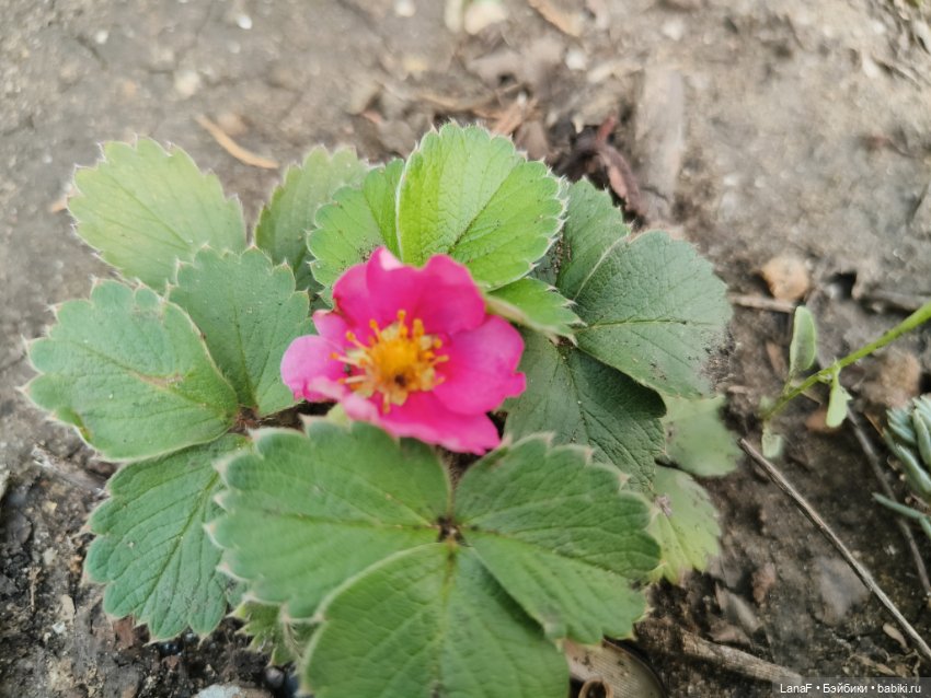 Элины обновки ( pepita пепита Antonio Huan)