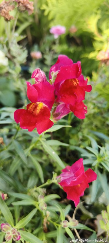 Элины обновки ( pepita пепита Antonio Huan) (фото 5)