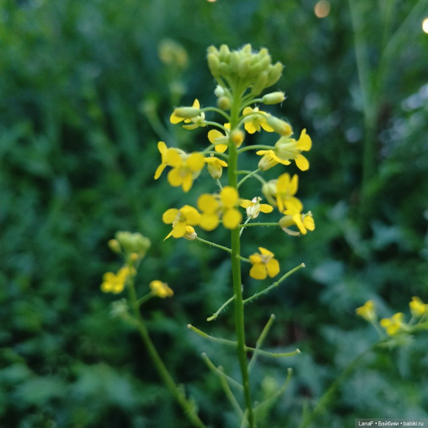 Один вечер с Эльзой на прудах( пепита Antonio Huan)