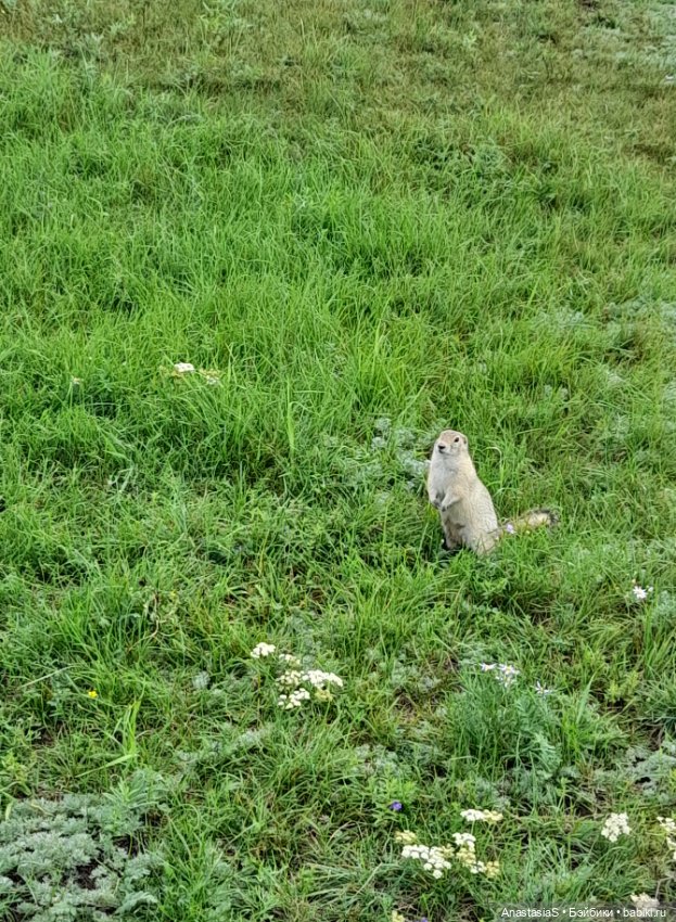 В погоне за сусликами,с паолками(часть 3)