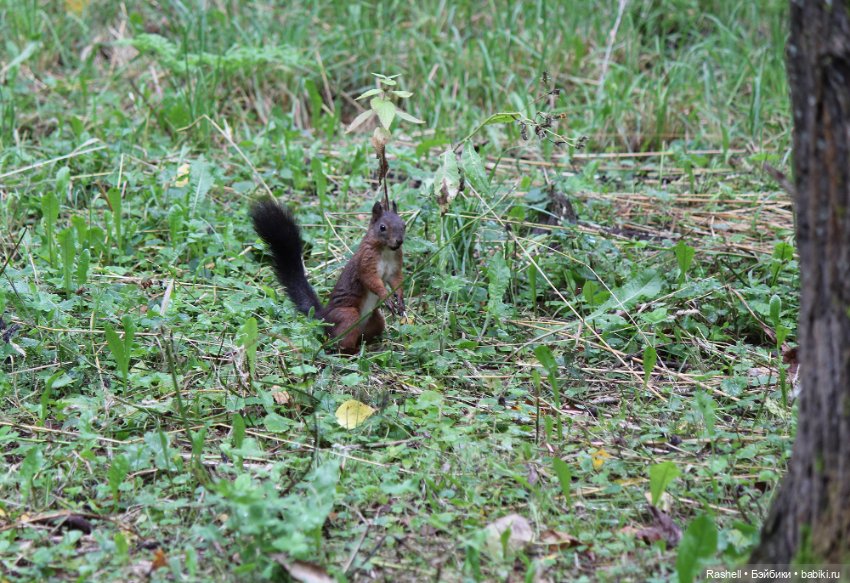 Шабаш — Куклы Integrity Toys (Интегрити): Poppy Parker