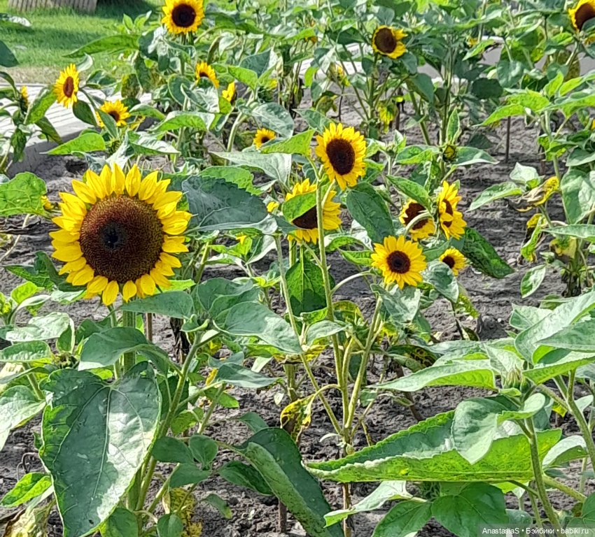 В погоне за сусликами,с паолкой(часть 4) (фото 2)