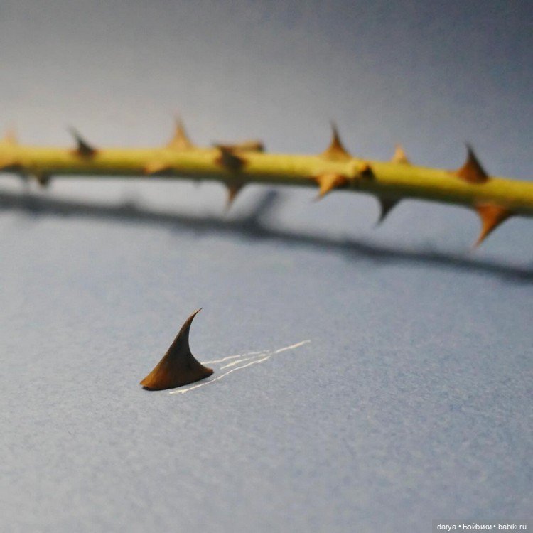 Капелька юмора - иллюстрации Romain Joly (фото 10)