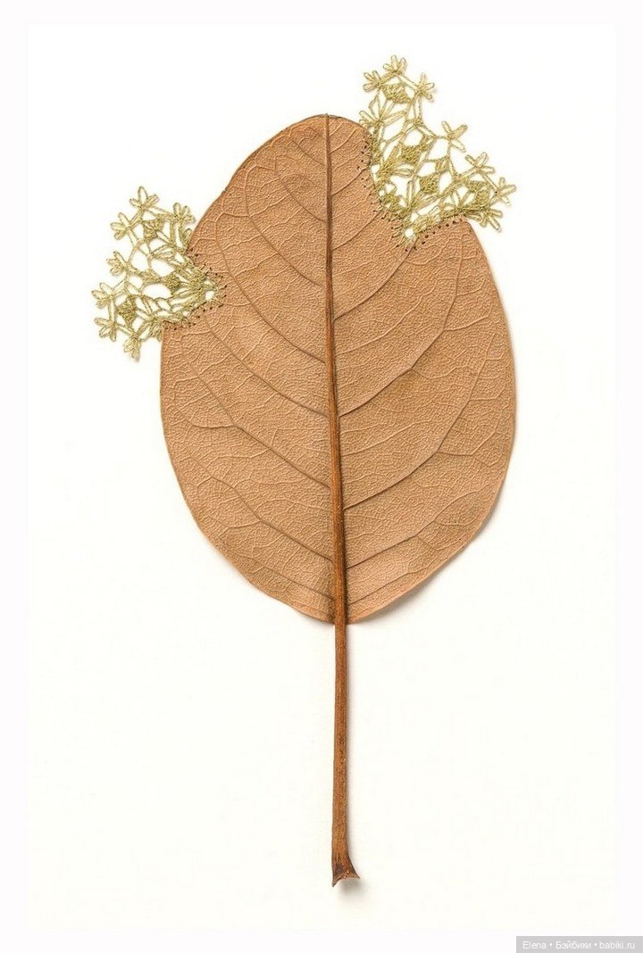 Листья Cюзанны Бауэр, Susanna Bauer (фото 3)