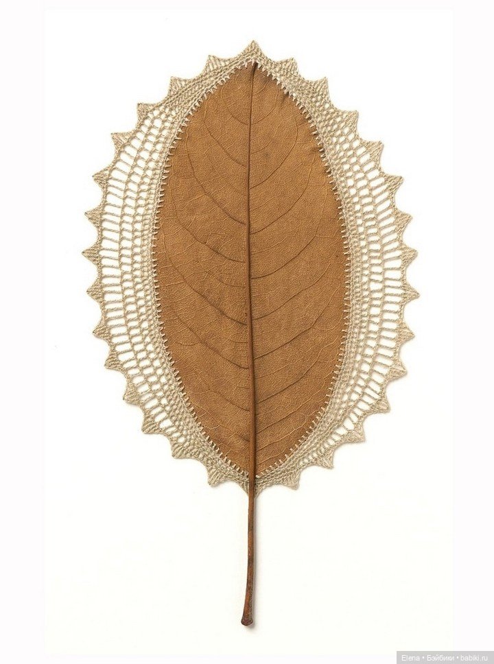 Листья Cюзанны Бауэр, Susanna Bauer (фото 2)