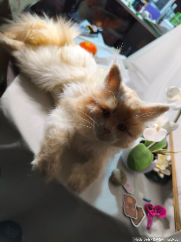 "Мааам, пьявда я кьясиви?" (Рафаэль)) (фото 2)