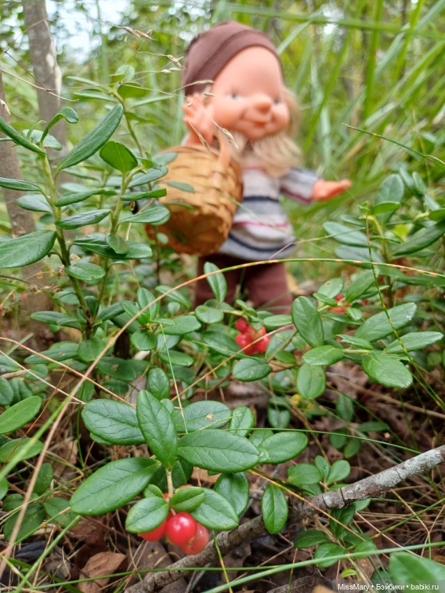 Как дядя Елисей за брусникой ходил (фото 3)