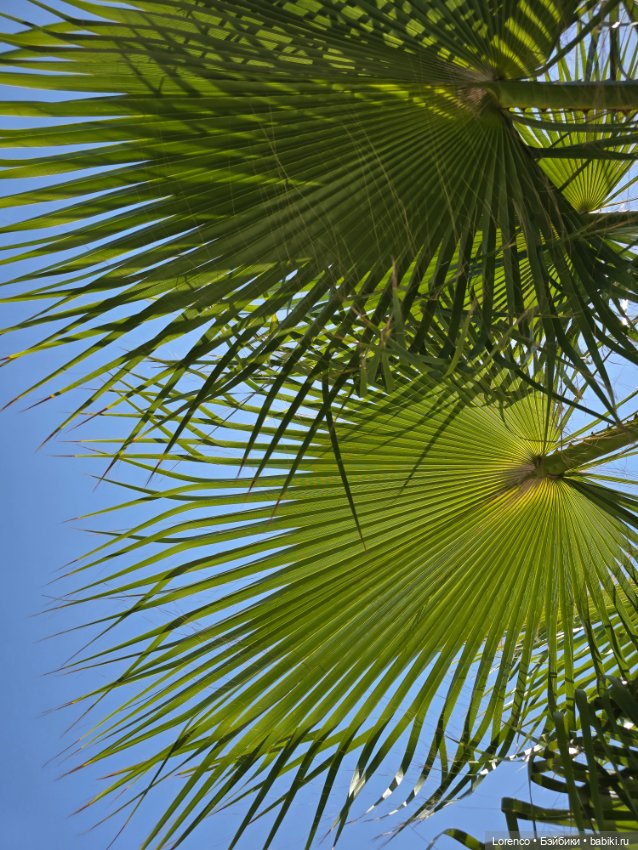 Турецкие каникулы 2025 — Интересные игрушки и фигурки (разное): редкие